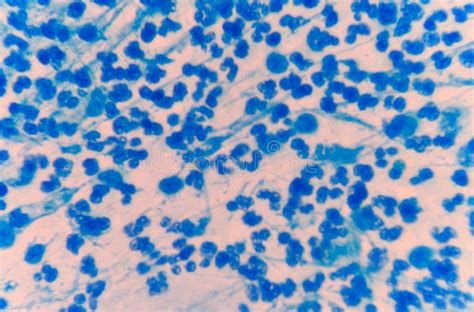 Moderate Blue White Blood Cells Stock Photo Image Of Macro Life