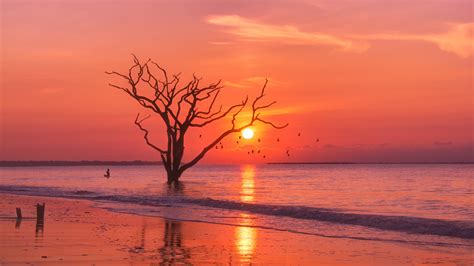 Trees Sunset Birds Water Body 4k Hd Nature 4k Wallpapers Images