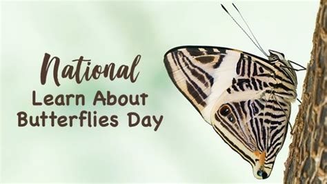 Its Actually National Learn About Butterflies Day Lets Get Learning