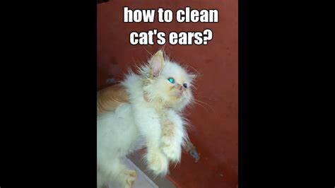 How To Clean Cats Ears And Remove Ear Mites In Cats Youtube