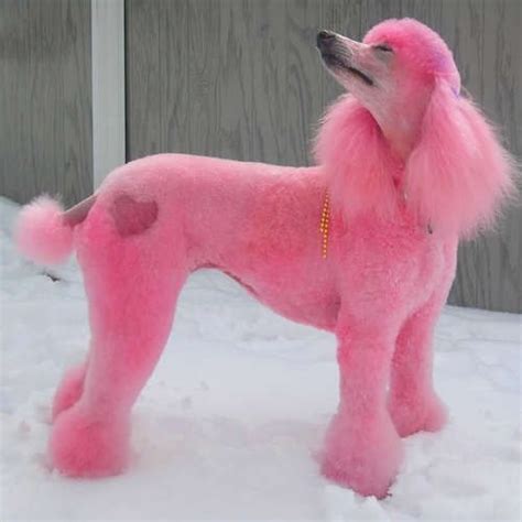 Dog Pink Pink Animals Pink Poodle Cute Dogs