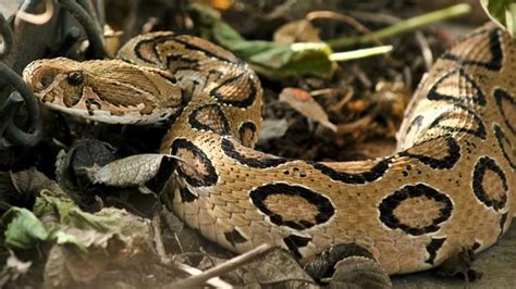 Khandwa Poisonous Russell Viper Snake Found In Khandwa