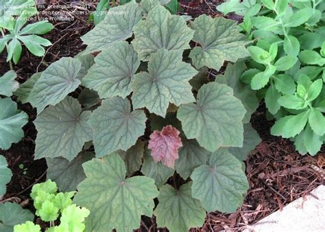 Maple Leaf Alum Root Plant It Wild Native Michigan Plants