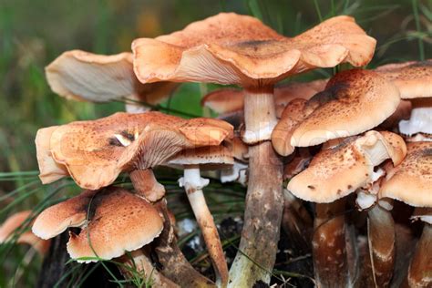 Edible Armillaria Mushroom Stock Image Colourbox