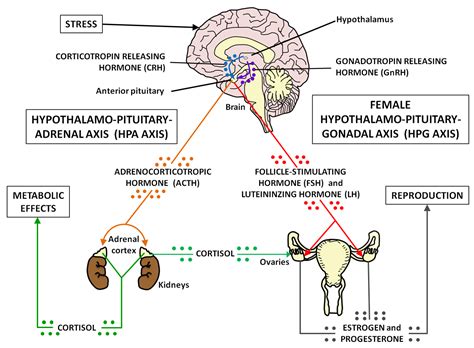 Pituitary Adrenal Hypothalamic Pituitary Axis