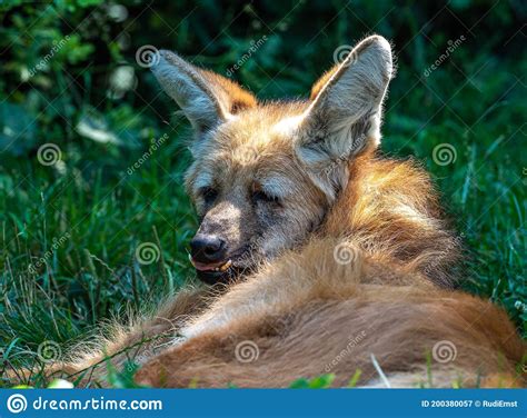 The Maned Wolf Chrysocyon Brachyurus Is The Largest Canid Of South