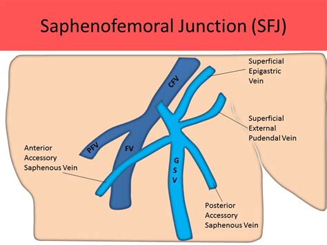 Saphenous Veins Anatomy