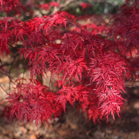 Japanese Red Dragon Maple Tree