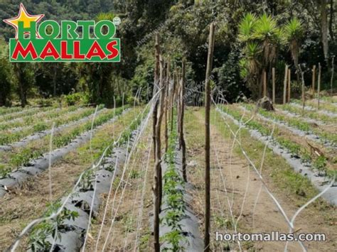 Hortomallas Malla Tutora Hortomallas™ Supporting Your Crops®