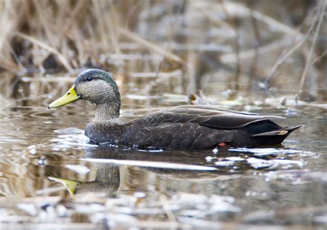 Mallard X Black Duck Hybrid Birds Flickr