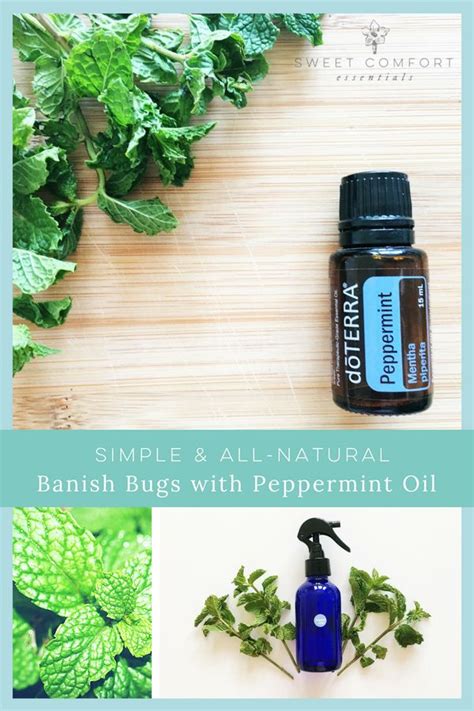 How To Banish Bugs With Peppermint Sweet Comfort Essentials In 2020