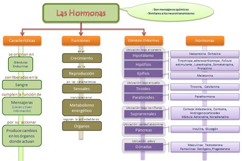 Esquemas Diagramas Gráficos Y Mapas Conceptuales Las Hormonas