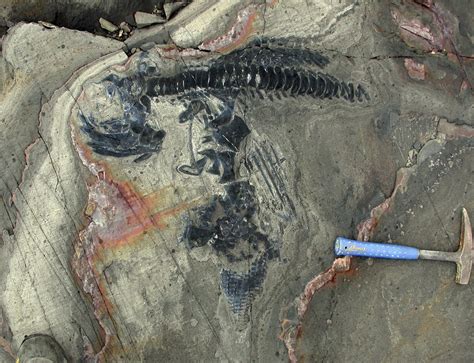 One Of The Worlds Most Significant Finds Of Marine Reptile Fossils