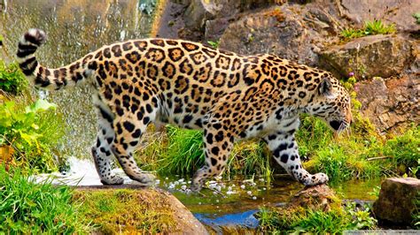 We did not find results for: 93+ Jaguares Wallpapers on WallpaperSafari