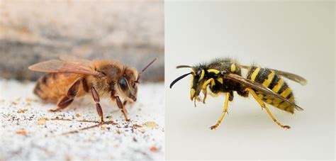 What Is The Difference Between Wasps And Bees