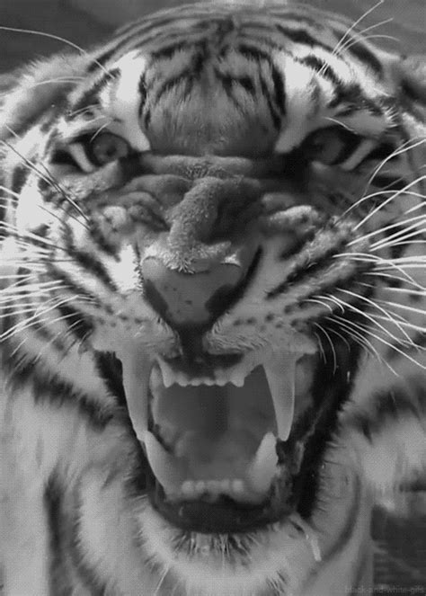 Angry Tiger On Tumblr
