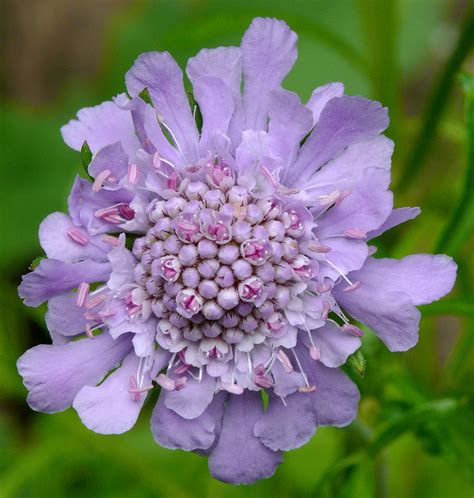 Scabiosa Japonica 1 Best Viewed Large Size Dipsacaceae Flickr