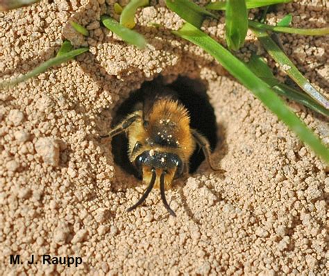 Ground Nesting Bees Beware The Bee Fly Bombyliidae — Bug Of The Week