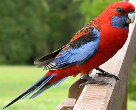 Crimson Rosella Platycercus Elegans Pet Birds Birds Beautiful