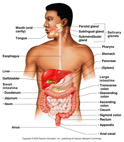 Organ Systems Of Human Body And Their Functions 11