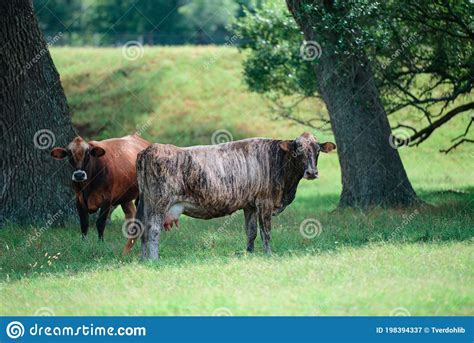 Cow On A Summer Pasture Fresh Cows Milk Concept Stock Image Image