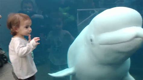 Funny Kids At The Aquarium Girl Spooked By A Beluga Whale Youtube