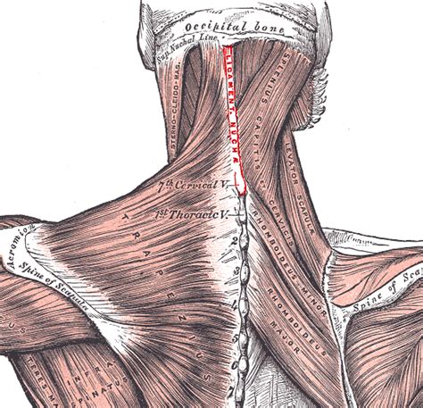How To Relieve Neck Pain Treatment For Chronic Neck Pain Deep Recovery