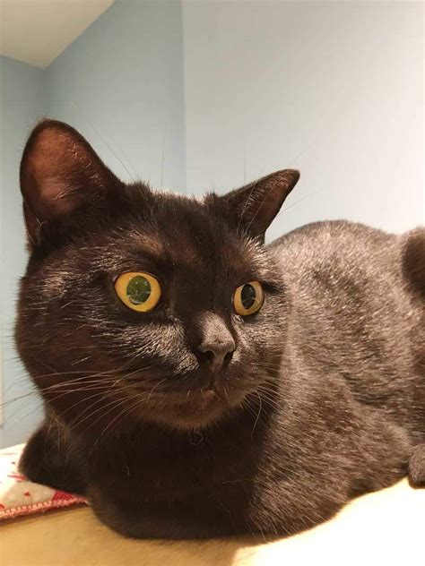 Black cat cafe and b&b. Visiting Maison De Moggy: Edinburgh's Cat Cafe ⋆ By ...