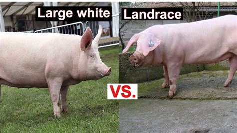 Large White Pig Vs Landrace Which Is Better For Commercial Pig