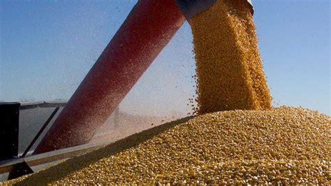Record High Yields Forecasted For Michigan Corn Michigan Farm News