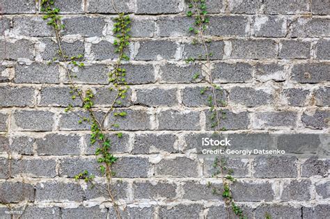 Green Ivy Plant Climb On Old White Brick Wall Background Stock Photo