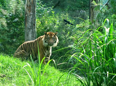 Free Images Nature Forest Grass Animal Wildlife Zoo Jungle