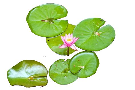 Collection Of Water Lily Png Pluspng