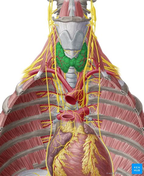 Back Of Neck Anatomy Glands Anatomy Of Neck And Regional Lymph Nodes