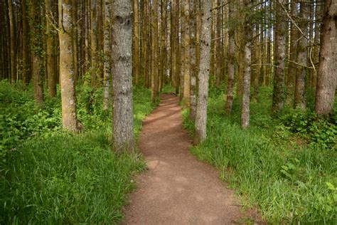 Landscape Pine Trees Path Oregon Shrubs Wallpapers Hd Desktop And