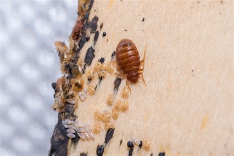 The hardened dark brown pupal case is called puparium. How Can I Tell If I Have Bed Bugs? | Griffin Pest Solutions