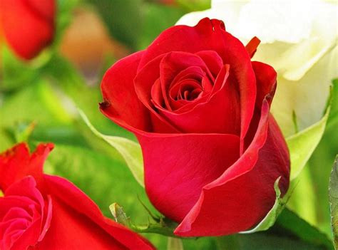 Maksud 5 Kuntum Bunga Ros Merah Lily Paterson