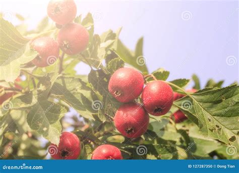 Hawthorn Fruit Ripe On The Tree Stock Photo Image Of Trees Ripe