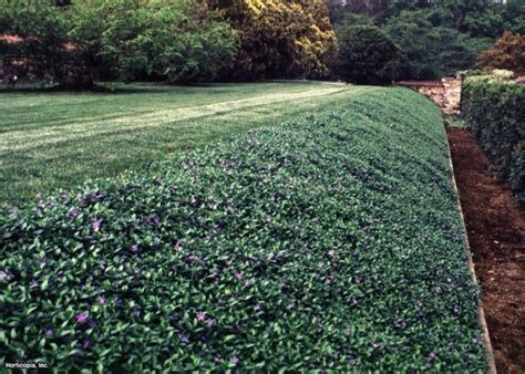 Periwinkle Hillside Ground Cover Landscaping With Rocks Backyard