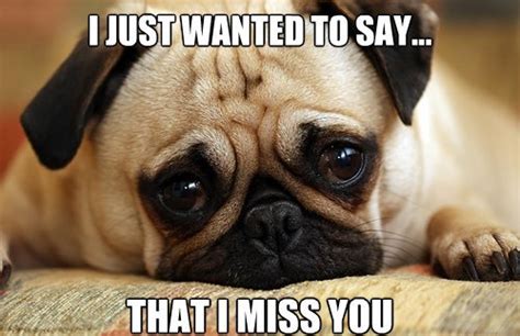 Harryanddavid.com has been visited by 10k+ users in the past month 14 Hilarious And Adorable Dog Memes Guaranteed To Put You ...