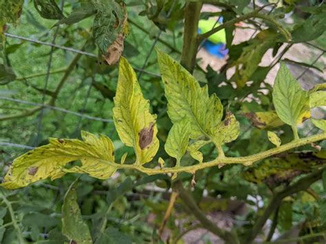 Why Tomato Leaves Turn Yellow And How To Solve It Cooped Up Life