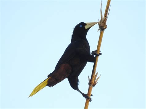 Crested Oropendola Invader From Panama Birds For Beer