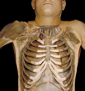 The pain under your right rib cage can be mild or severe depending on the causes. An Atlas of the Human Body