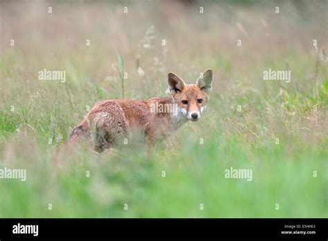 Red Fox Vulpes Vulpes Uk Stock Photo Alamy