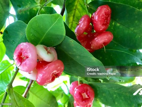 Red Rose Apples On The Tree Asian Tropical Fruit With Raindrops And