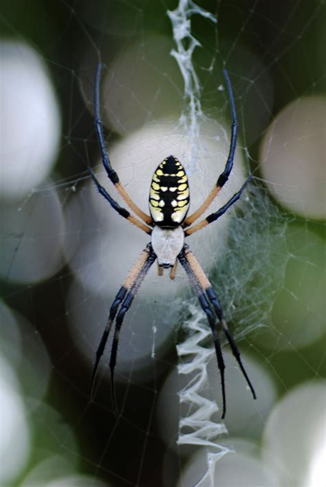 Mobugs Black And Yellow Garden Spider