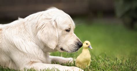 Baby Ducks Follow Golden Retriever Puppy Everywhere In Adorable Video