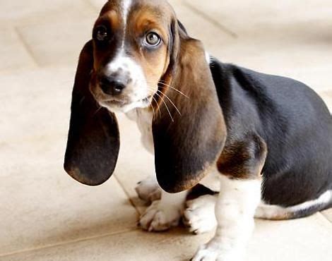 Check spelling or type a new query. Dog Breeds That Start With 'B' | Pets Life | Pinterest ...