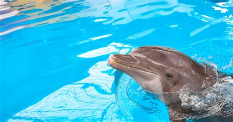 Fedex Returns Lucky The Dolphin To Brookfield Zoo So He Can Undergo
