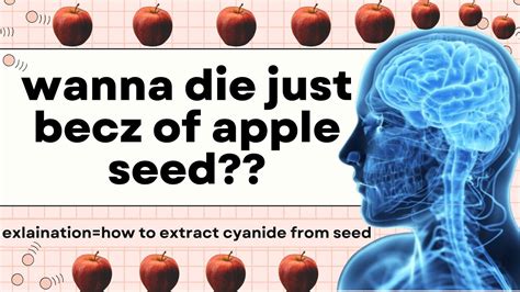 Cyanide In Apple Seeds Can A Apple Seed Kill You Process To Extract